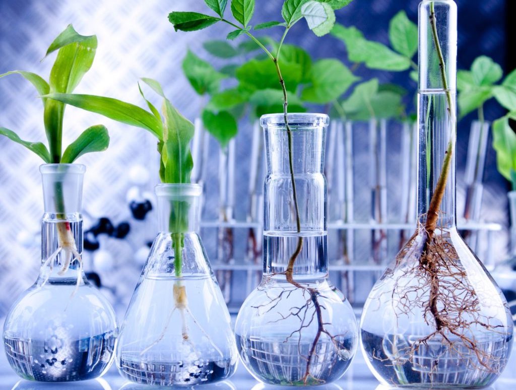 Clear glass beakers with plants and roots in them against a blurred background